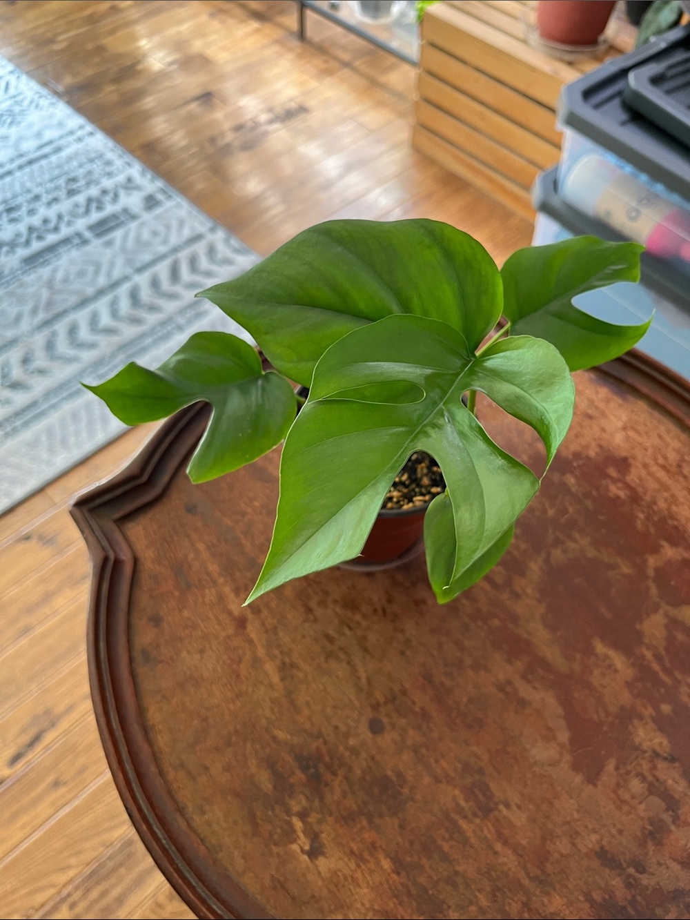 Live Plant. Rhaphidophora Tetrasperma also known as Mini Monstera
